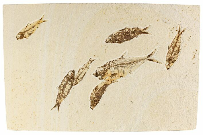 Multiple Fossil Fish Plate (Diplomystus & Knightia) - Wyoming #244191